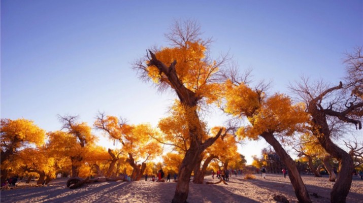 踏歌而行，文旅融合綻芳華——甘肅文旅產(chǎn)業(yè)集團六年發(fā)展紀實